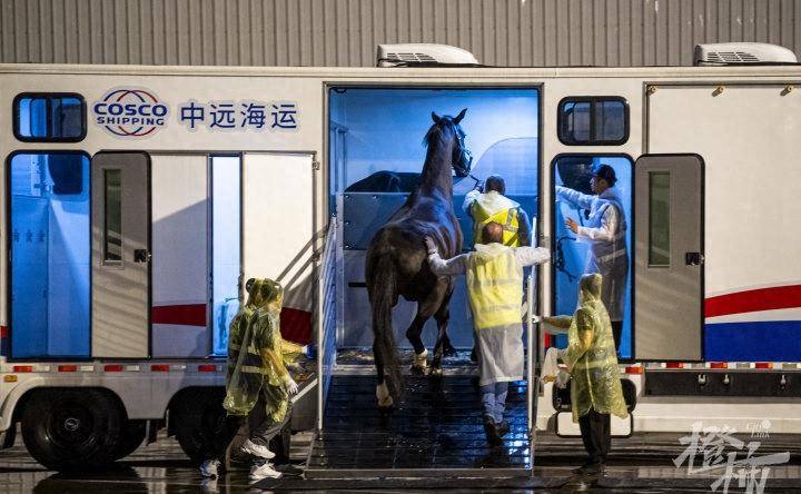 独享18平方米的单间，还有专门的马医院……杭州亚运会境外参赛马陆续运抵桐庐插图