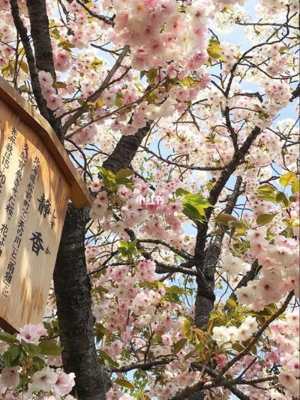 日本最好樱花服务器视频(日本樱花服务器地址)插图